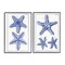 Stupell Industries Diagram of a Starfish 2 pc Framed Giclee Wall Art Set Design by Vision Studio